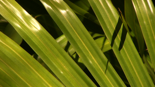 A close-up of plants in Florida.